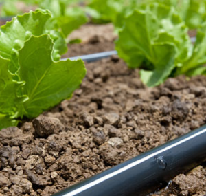 T-Tape Drip Tape para Irrigação